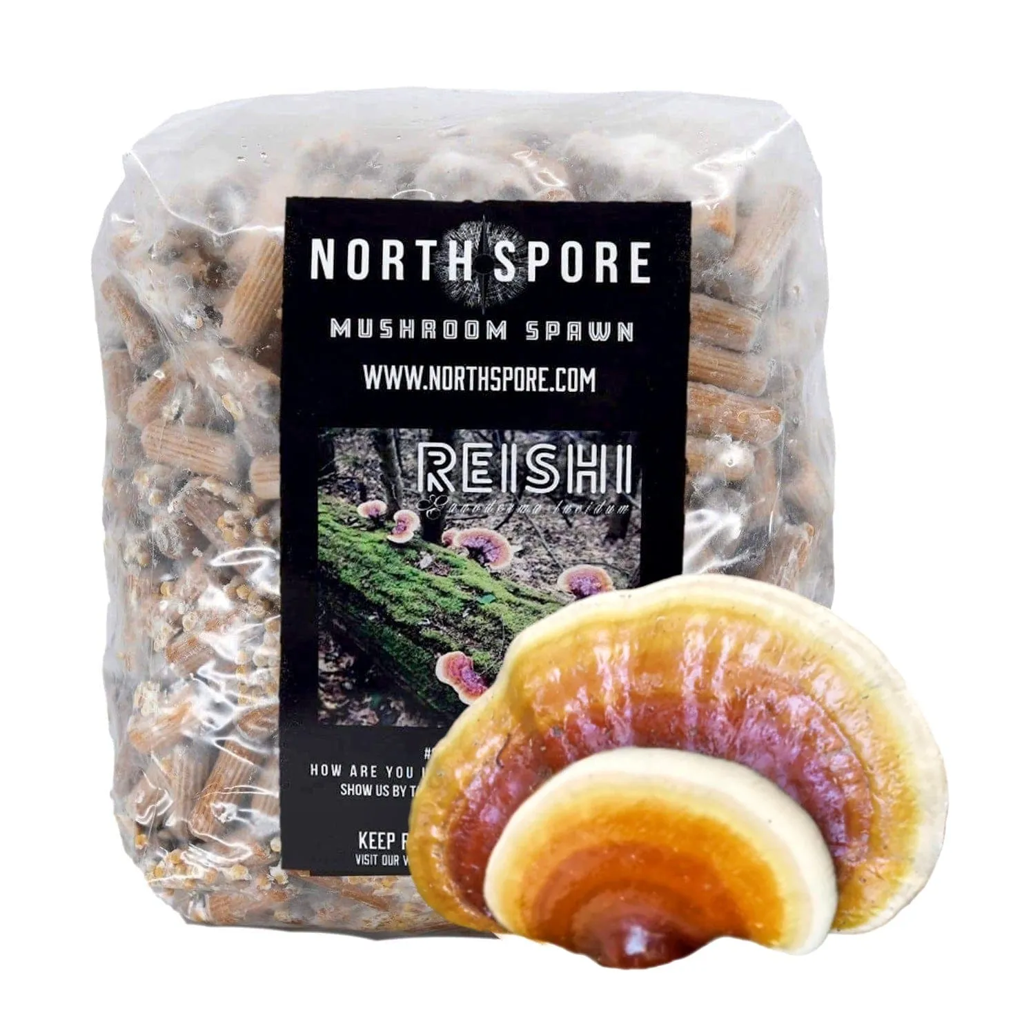 Organic Hemlock Reishi Mushroom Plug Spawn