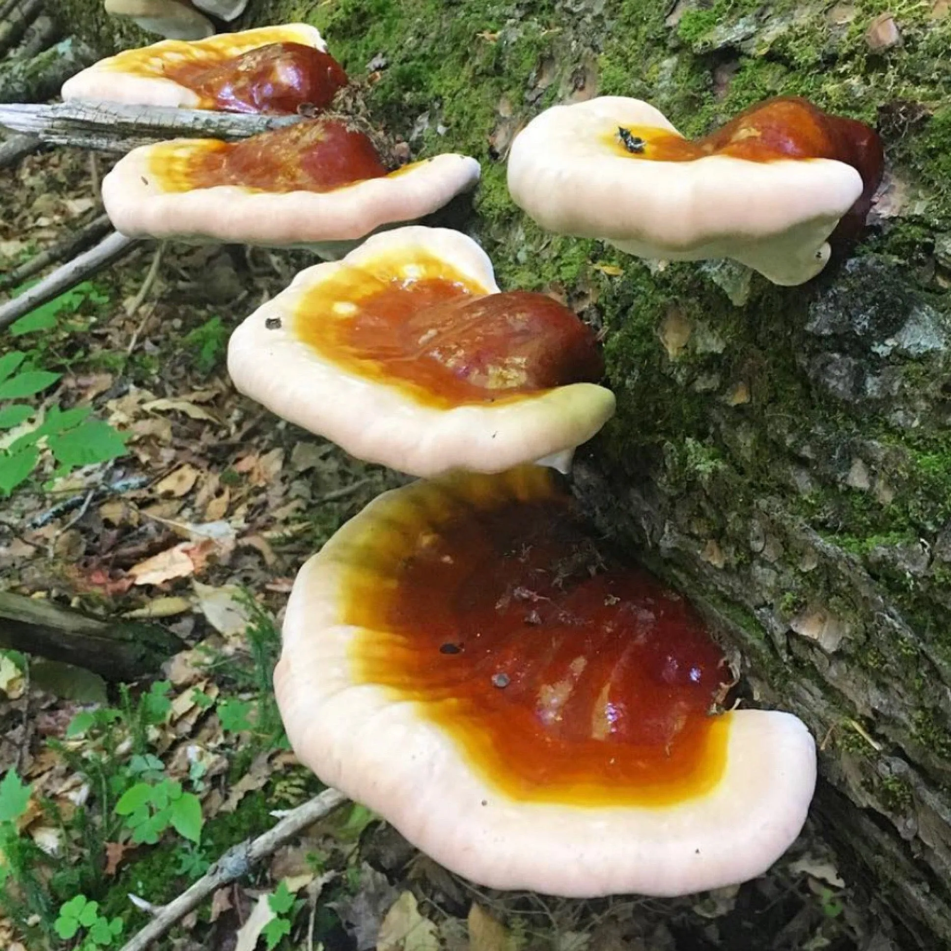 Organic Hemlock Reishi Mushroom Plug Spawn